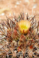 Pediocactus sileri