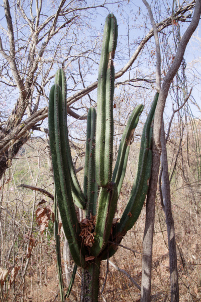 Файл:Pilosocereus floccosus ssp. floccosus 525.jpg