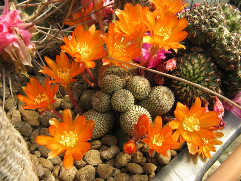 Файл:Rebutia heliosa 3.jpg