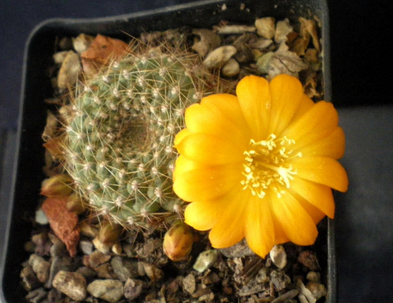 Файл:Rebutia marsoneri Kalinaalena.jpg