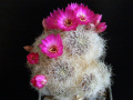 Rebutia pulchra