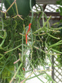 Rhipsalis neves-armondii f. megalantha