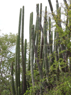 Stenocereus quevedonis 1.jpeg