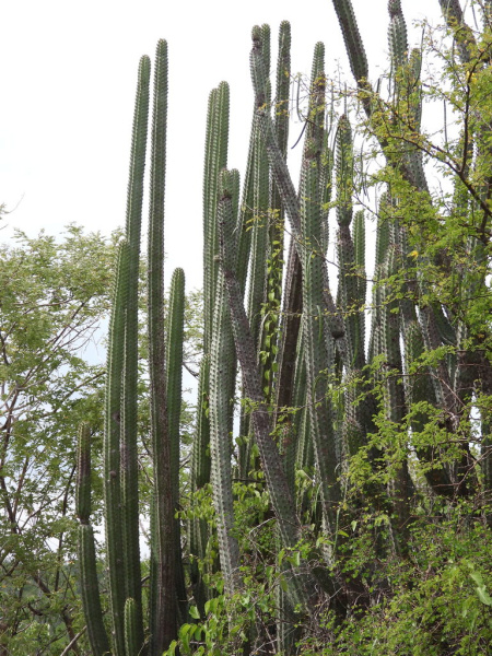 Файл:Stenocereus quevedonis 1.jpeg