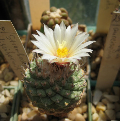 Strombocactus disciformis 3.jpg