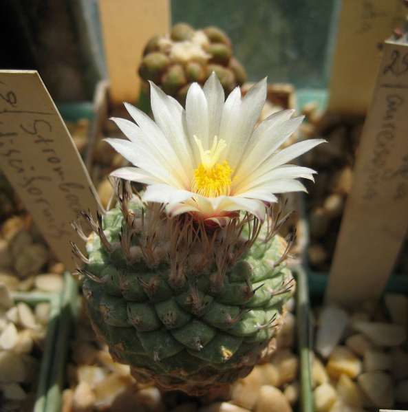 Файл:Strombocactus disciformis 3.jpg