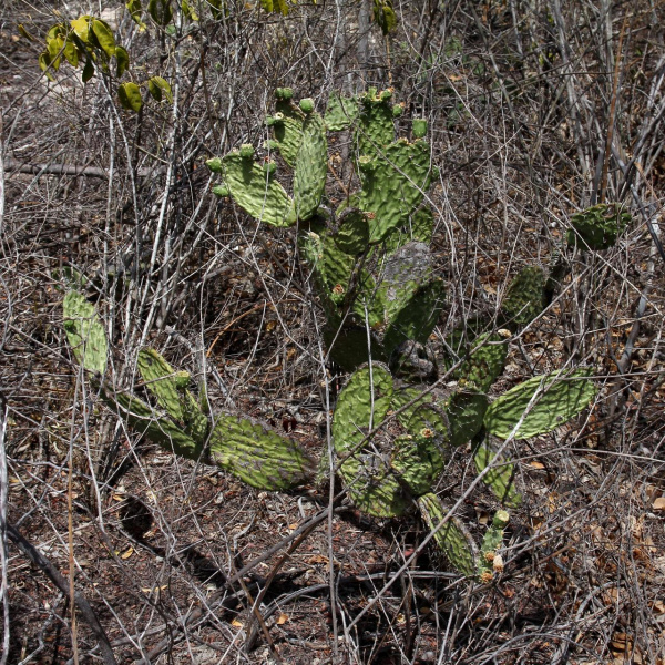 Файл:Tacinga inamoena 4.jpg