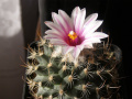 Turbinicarpus saueri ssp. nelissae 2.jpg