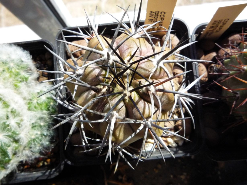 Файл:Copiapoa totoralensis.jpg