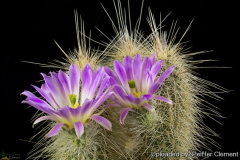 Echinocereus longisetus 29692.jpg