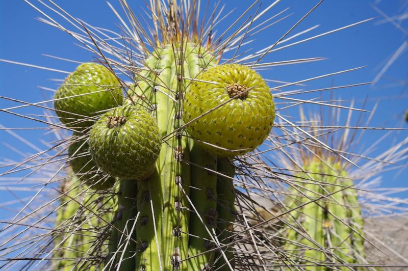 Файл:Eulychnia acida 2.jpg