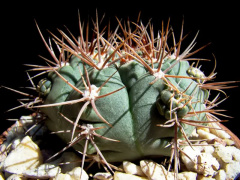 Gymnocalycium kroenleinii 2.jpg
