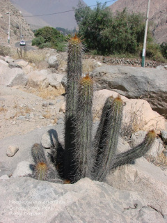 Haageocereus acranthus.jpg