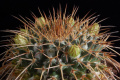 Mammillaria gigantea K 313