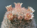 Mammillaria lasiacantha 4.jpg