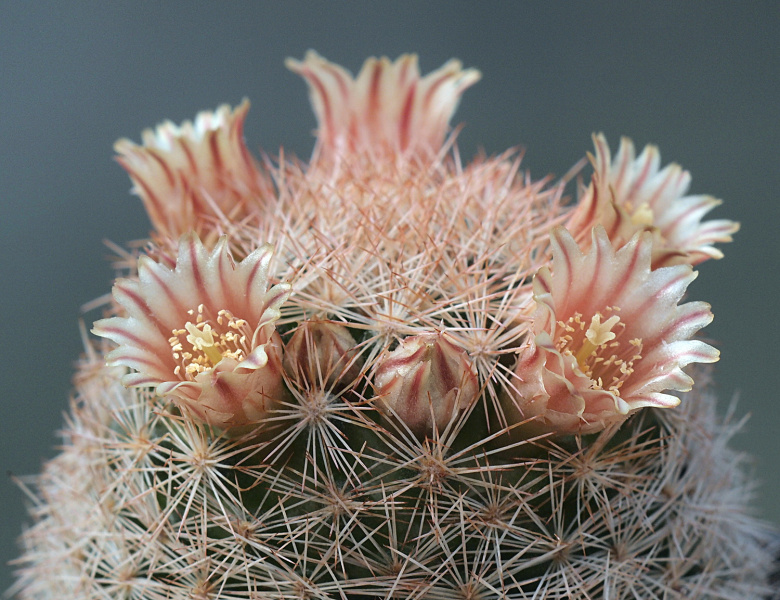 Файл:Mammillaria lasiacantha 4.jpg