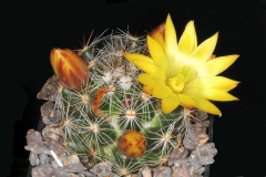 Mammillaria melaleuca 1.jpg