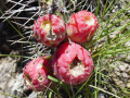 Opuntia stenopetala 2.jpg