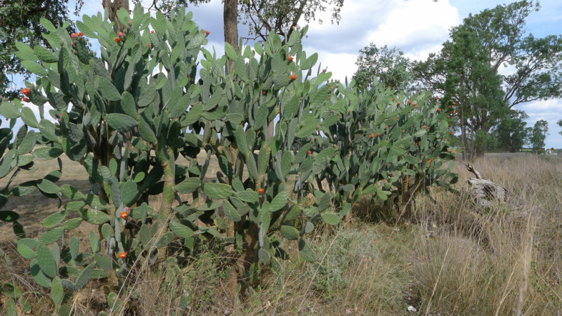 Файл:Opuntia tomentosa 5.jpg