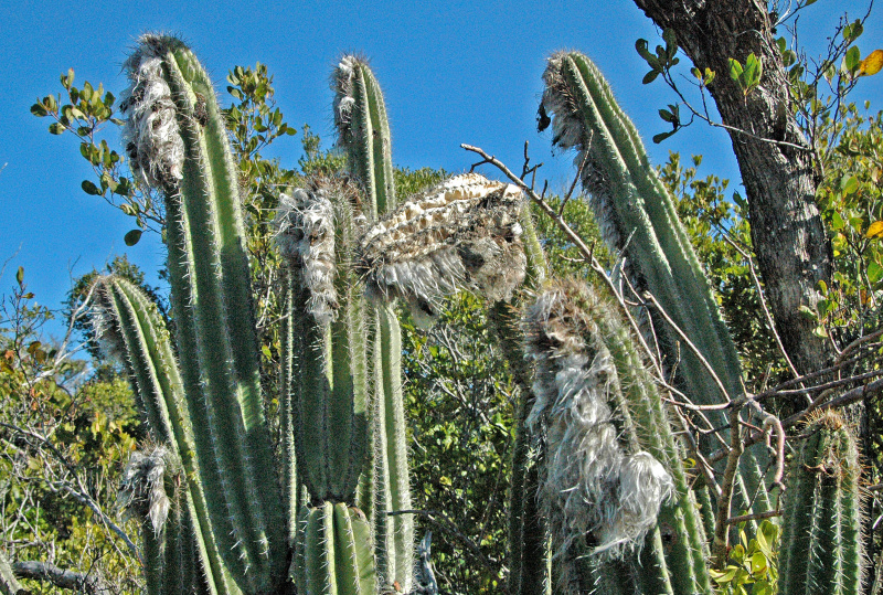 Файл:Pilosocereus royenii 2h.jpg