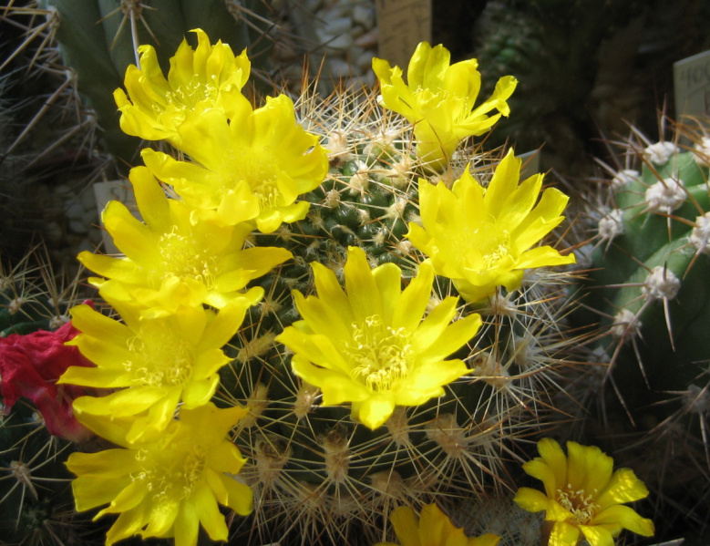 Файл:Rebutia neocumingii ssp. neocumingii.jpg