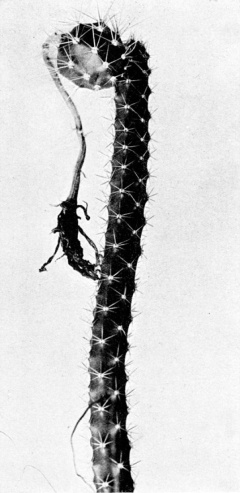 Selenicereus nelsonii.jpg