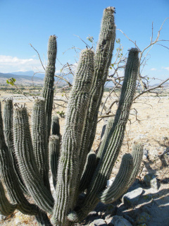 Stenocereus treleasei 01.jpg