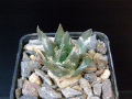Ariocarpus trigonus Piltz.JPG
