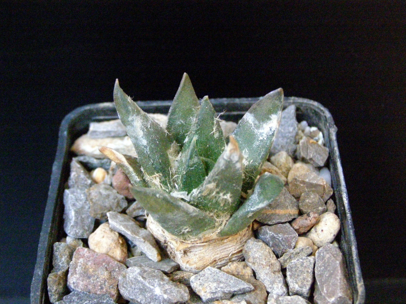 Файл:Ariocarpus trigonus Piltz.JPG