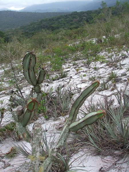 Файл:Cipocereus crassisepalus 20.JPG