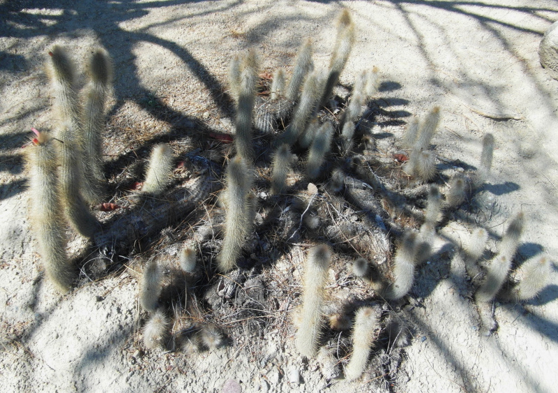 Файл:Cleistocactus hyalacanthus 60.JPG