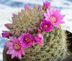 Mammillaria zeilmanniana 1.jpg
