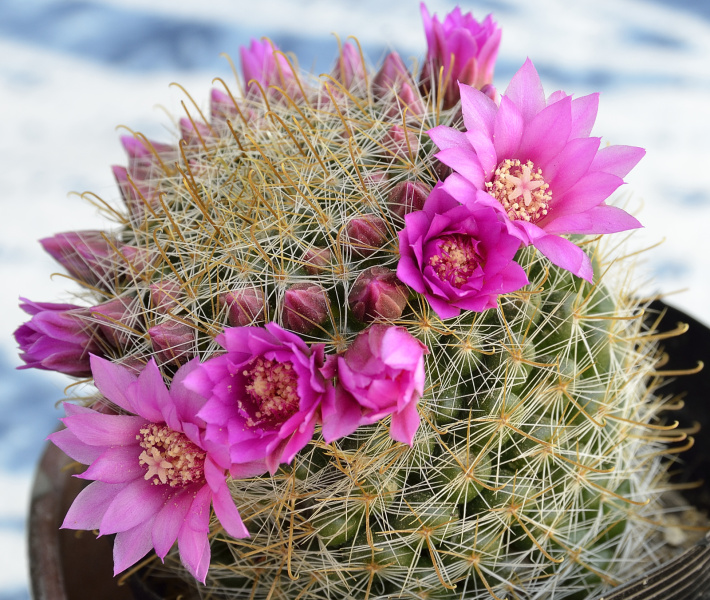 Файл:Mammillaria zeilmanniana 1.jpg