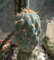Miqueliopuntia miquelii.jpg