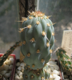 Miqueliopuntia miquelii.jpg