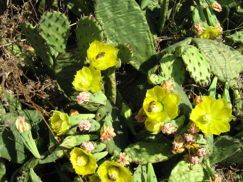 Файл:Opuntia humifusa 1.JPG