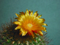 Parodia subtilihamata.jpg