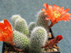 Rebutia fabrisii.jpg