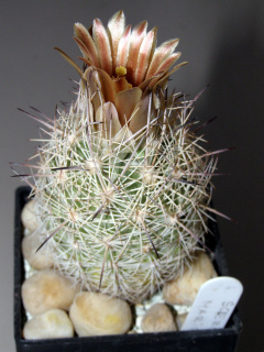 Sclerocactus mariposensis.JPG