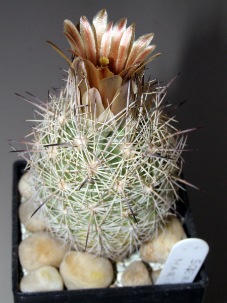 Файл:Sclerocactus mariposensis.JPG