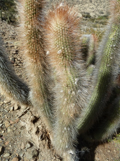 Cleistocactus buchtienii 40.JPG