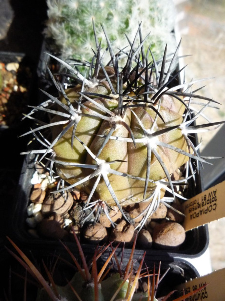 Файл:Copiapoa fiedleriana.jpg
