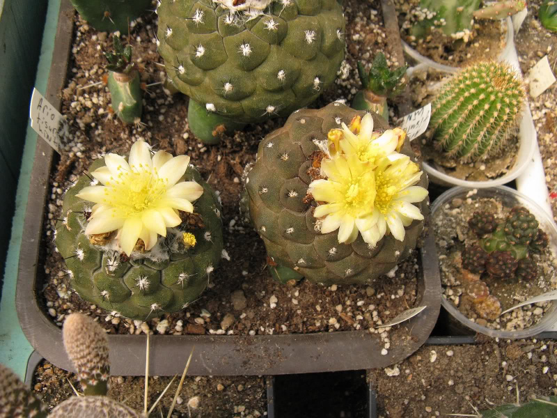 Файл:Copiapoa hypogaea var. barquitensis.jpg