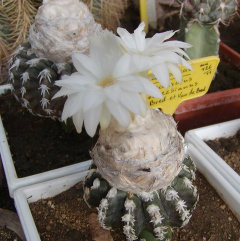 Discocactus horstii 4 - Професора.jpg