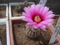 Echinocereus reichenbachii ssp. fitchii