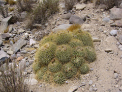 Echinopsis formosa ssp. bruchii 22.jpg