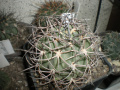 Echinopsis thionantha ssp. ferrarii 4.jpg