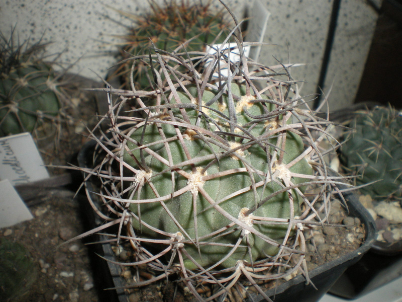 Файл:Echinopsis thionantha ssp. ferrarii 4.jpg