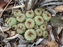 Frailea chiquitana 586.JPG