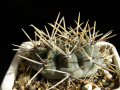 Gymnocalycium gibbosum ssp. gibbosum P95